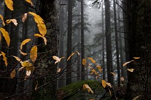Fantasmi nella foresta